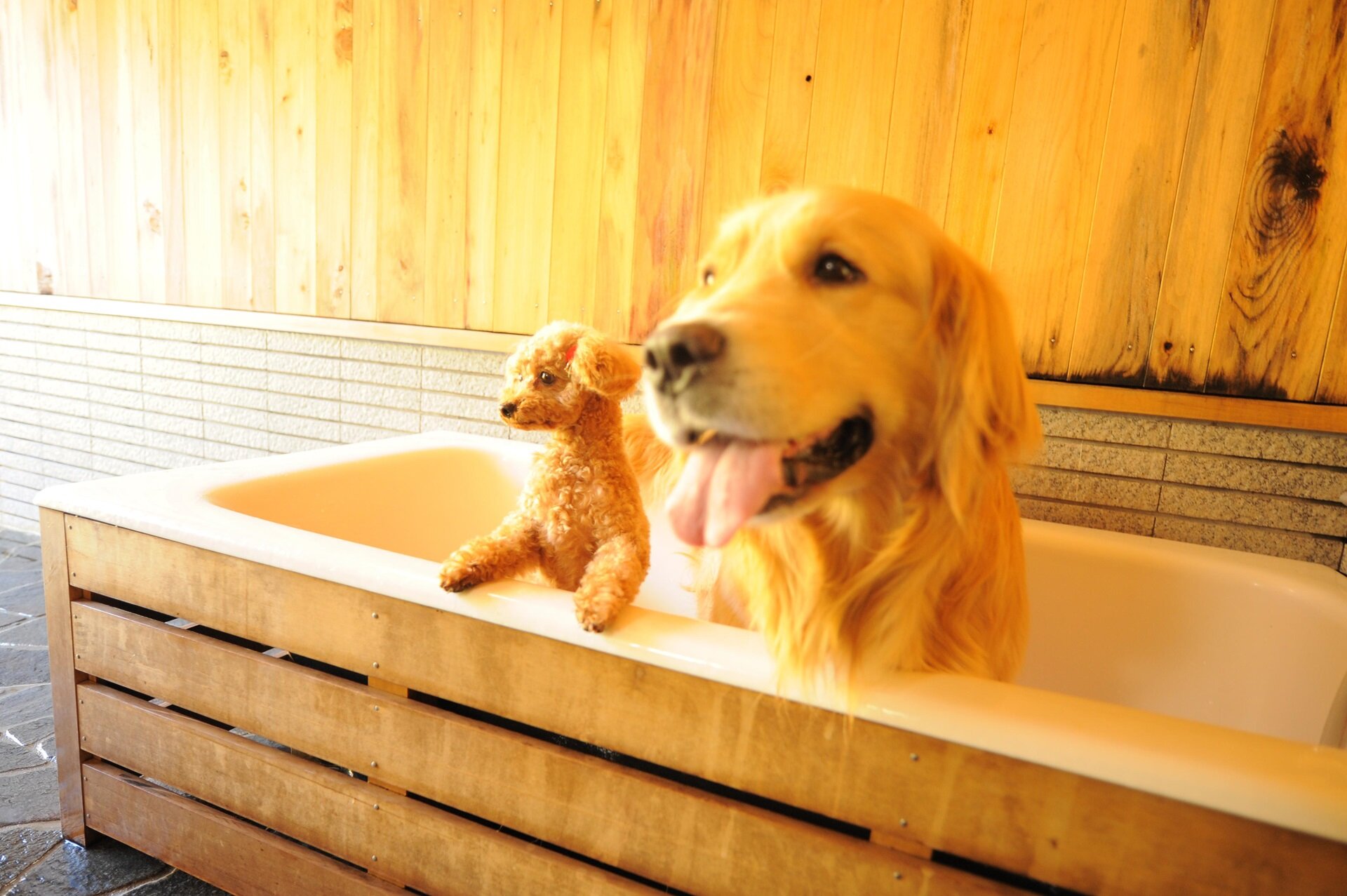 お風呂も愛犬と一緒（イメージ）