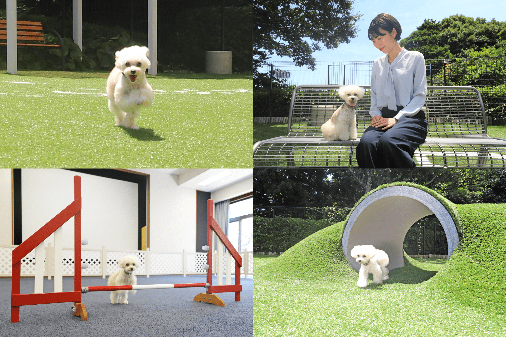 敷地内の dog park