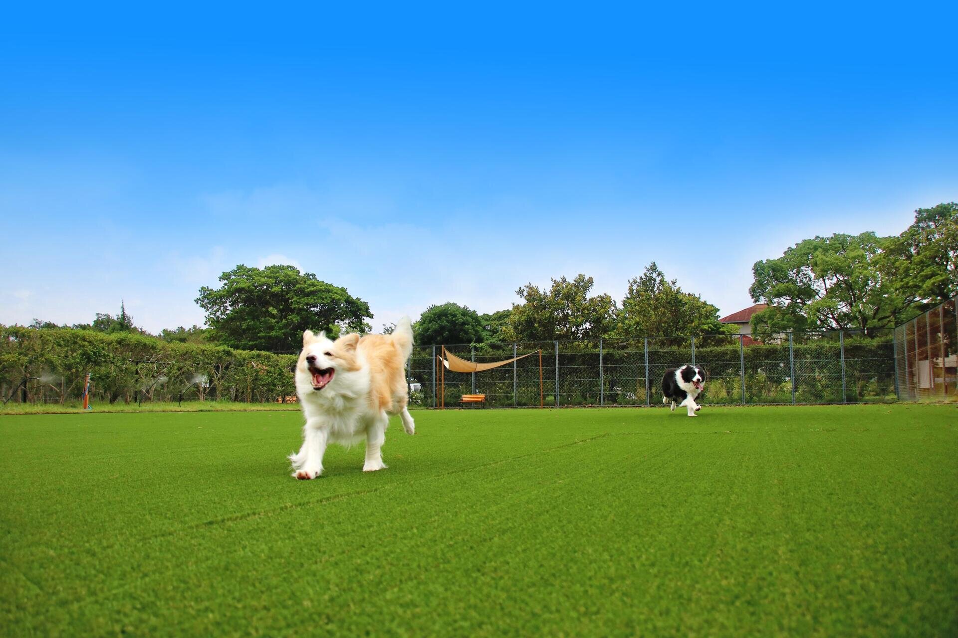 dog park を楽しそうに走るわんちゃん