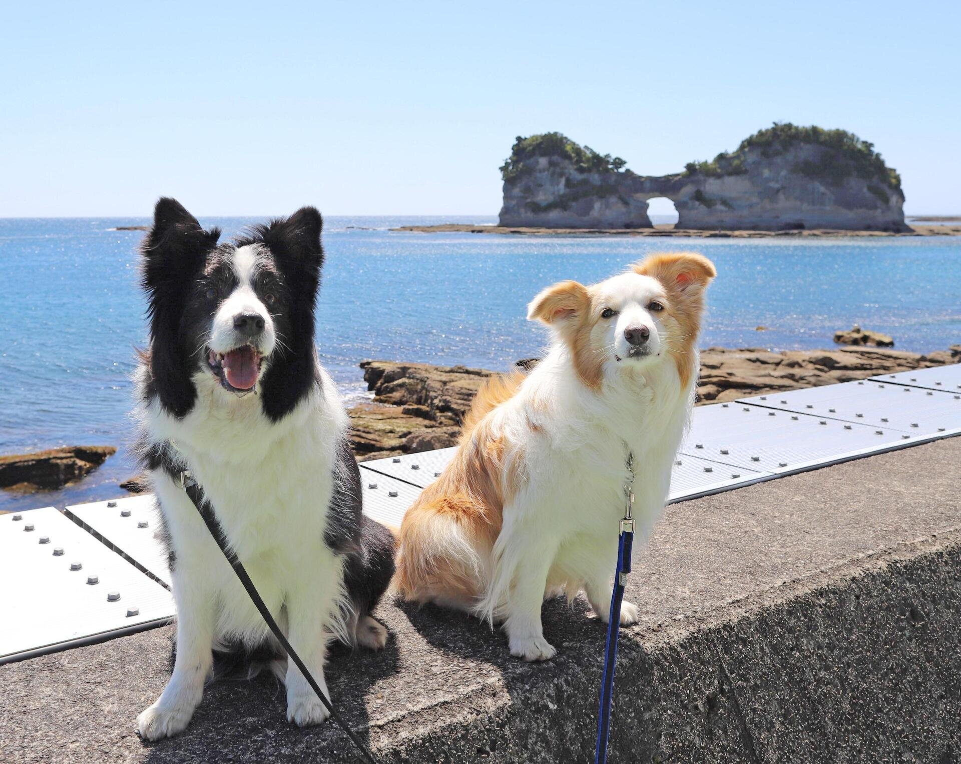 円月島を背景にわんちゃんの記念写真